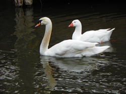 Small picture of Briarcreek Swan