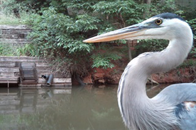 Blue Heron