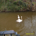 Briarcreek Swan