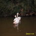 Briarcreek Swan