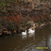 Briarcreek Swan