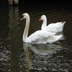 Briarcreek Swan