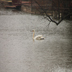 Briarcreek Swan